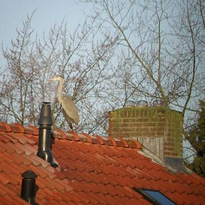 Reiger op het dak.jpg