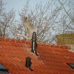 Reiger gaat ervandoor.jpg