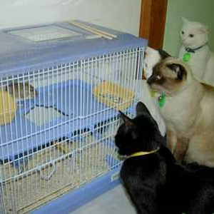 hamster.jpg