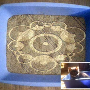 cat_circles.jpg