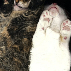 catscan.jpg