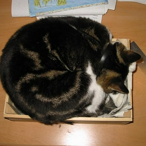 mf poes.JPG
