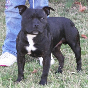 staffordshire_bull_terrier_10885.jpg