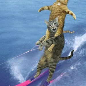 waterskien_twee_katten