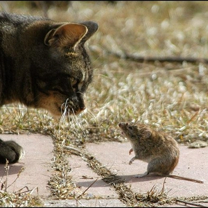 cat-and-mouse.jpg