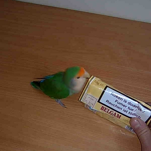 Kawa.jpg