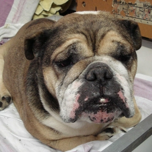 maxikennel.jpg