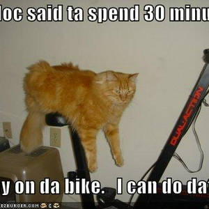 catbike.JPG