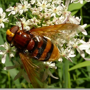 p1000671a.JPG