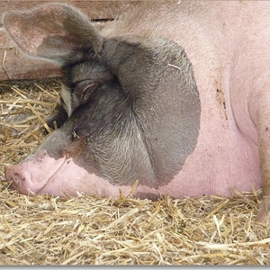 p1000699a.JPG
