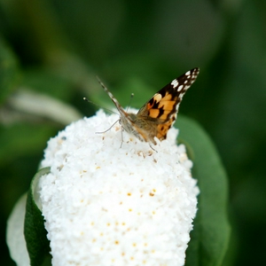 vlinder in tuin 2.jpg