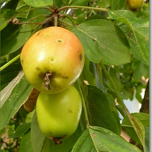 p1000990a.JPG