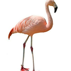Flamingo Circuit Zandvoort