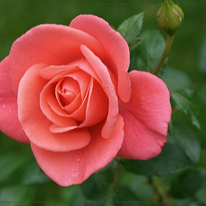 DSC_0131c.JPG