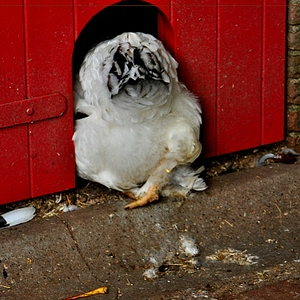 DSC_0168c.JPG
