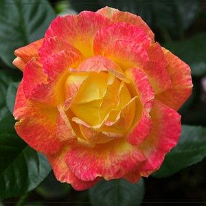 DSC_0125c.JPG