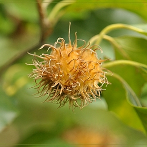 DSC_0723c.JPG