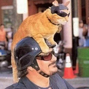 Cat2.jpg