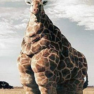fat_giraffe.jpg