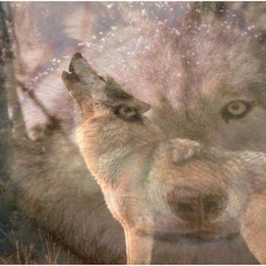 HowlingwolfCapture.JPG