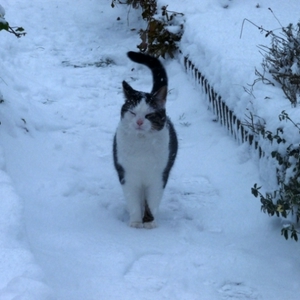 katsneeuw.jpg