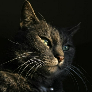 A800.jpg