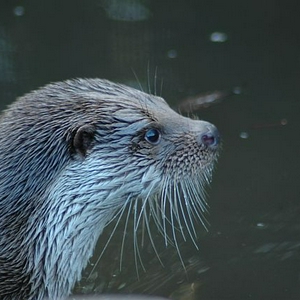DSC_9506otter.jpg