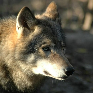 DSC_9529wolf.jpg