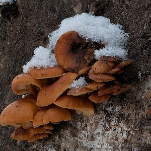 DSC_wntrpdd2.JPG