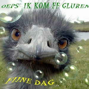 struisvogel20gluren4dz.jpg