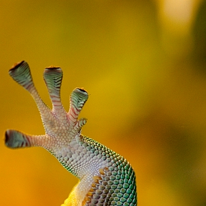 DSC_gkkptj1.JPG