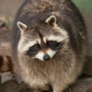 DSC_wsbrt.JPG