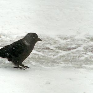 DSC_crw10.JPG