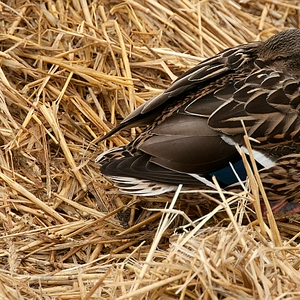 DSC_dck1.JPG