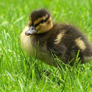 Duckie.jpg