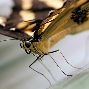 DSC_vlnnkn1.JPG