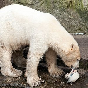 DSC_ijsbr1.JPG