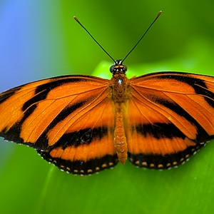 DSC_vlnor1.JPG