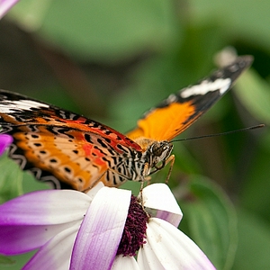 DSC_vlndrklrn1.JPG