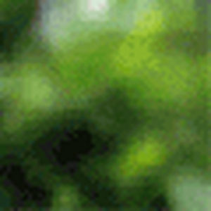 giraf.gif