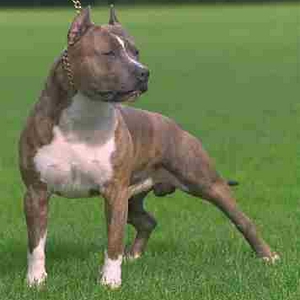 am_staffordshiret06.jpg