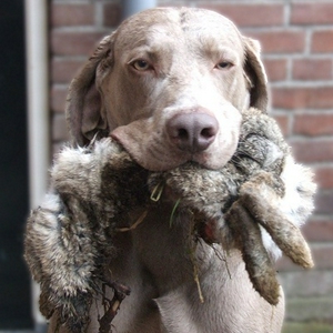 hare catch.jpg