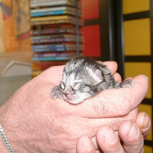 kitten grijs 6.jpg
