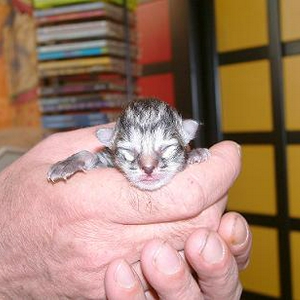 kitten grijs5.jpg