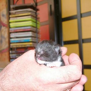 zwart kitten.jpg