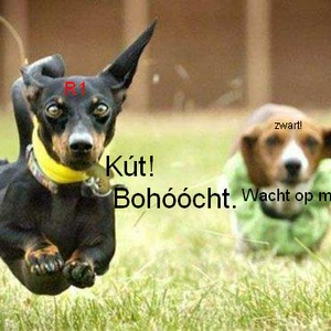 RunningDogs.jpg