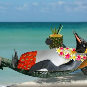 ZelfsPinguinIsAlOpVakantie.jpg