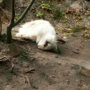 DSC_fluffy1.JPG