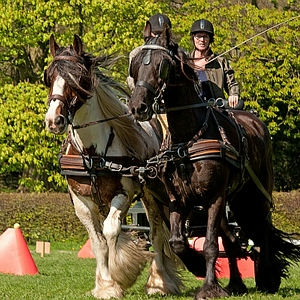 DSC_prdn3.JPG