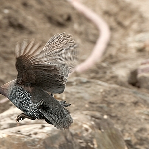 DSC_prhndr2.JPG